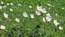 Image of Snowdrop Anemone