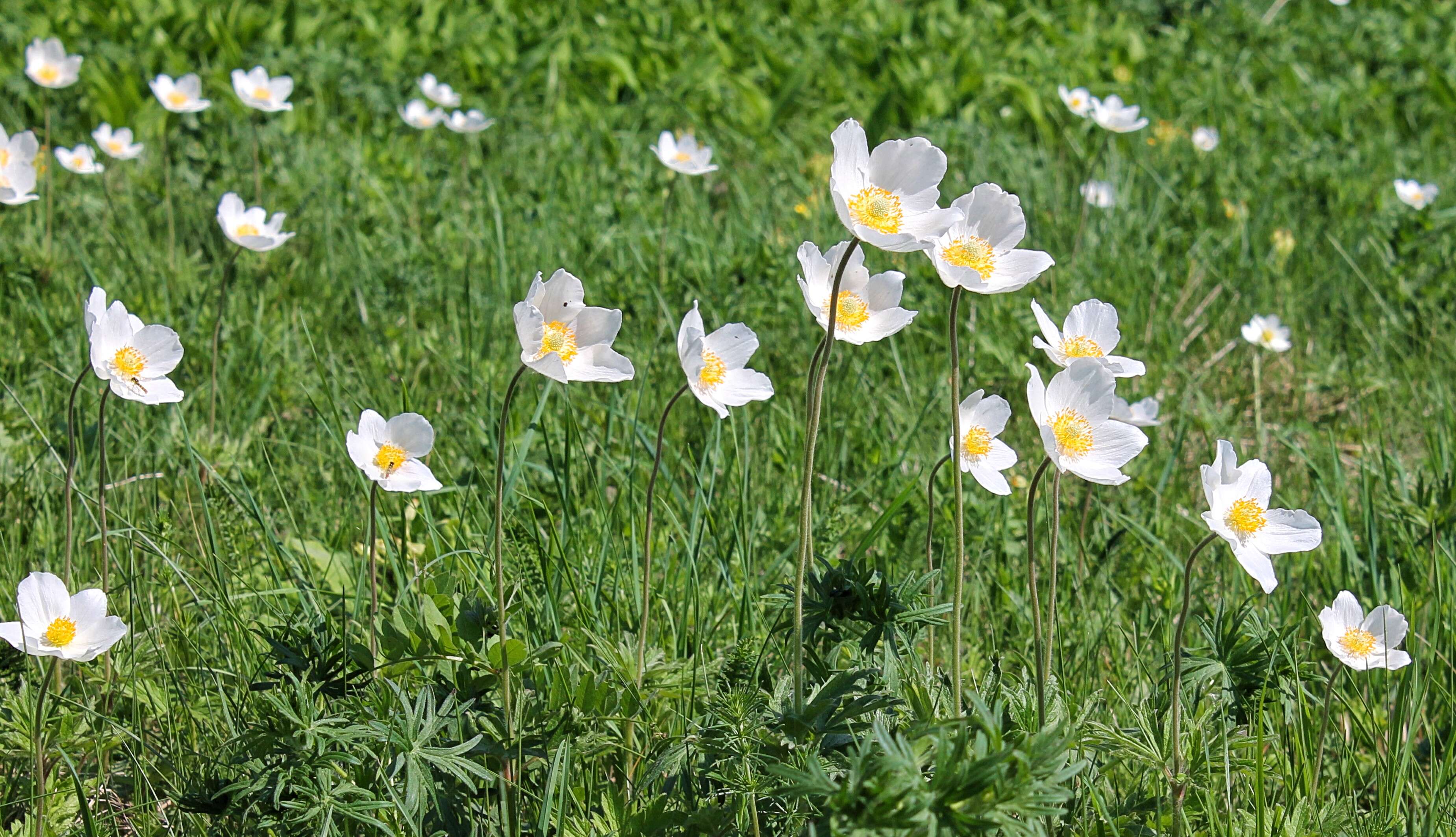 Image of Snowdrop Anemone