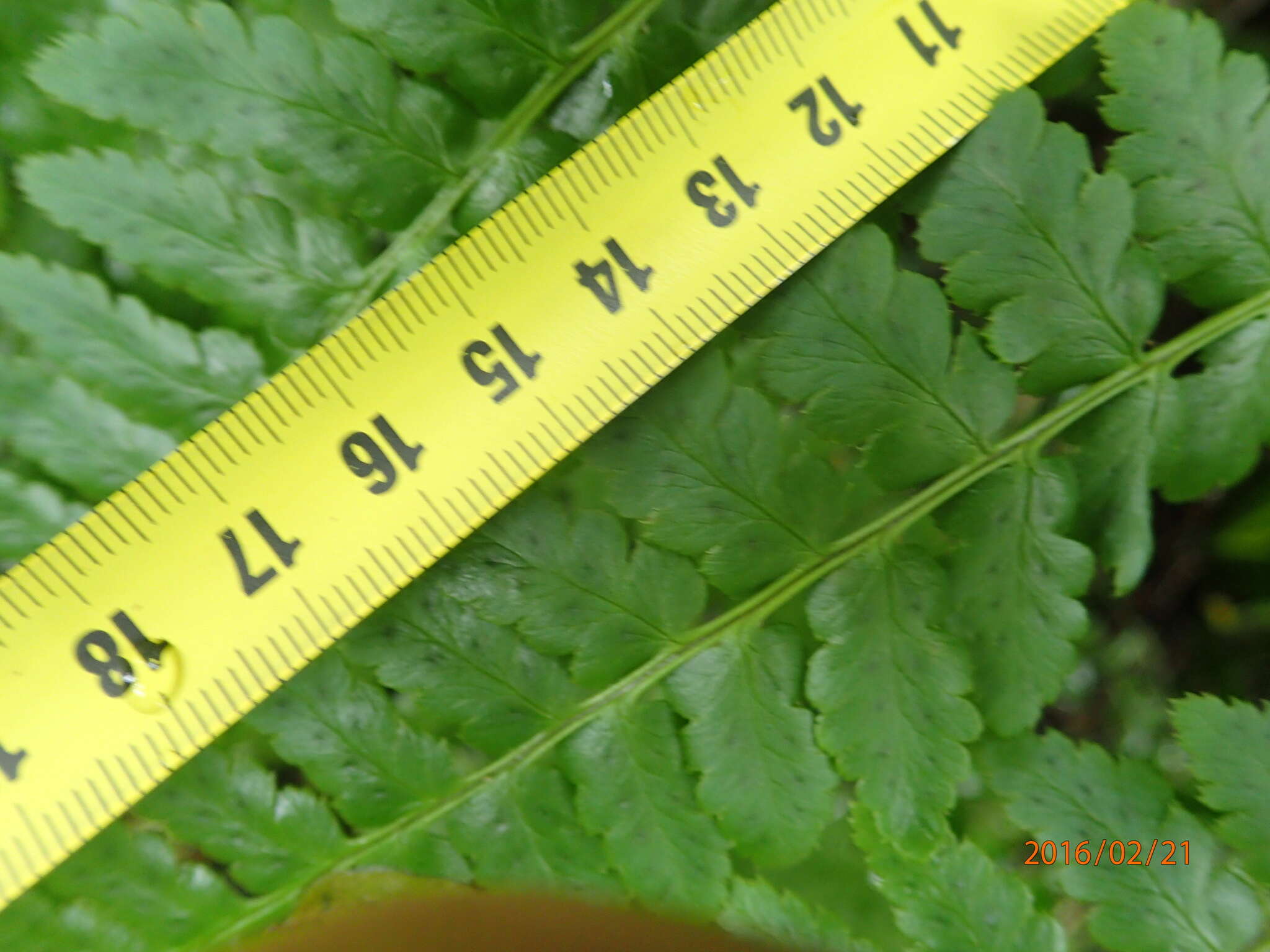 Image of Dryopteris inaequalis (Schltdl.) O. Kuntze