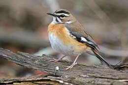 Image of Bearded Scrub Robin