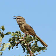 Image of Black-chested Prinia