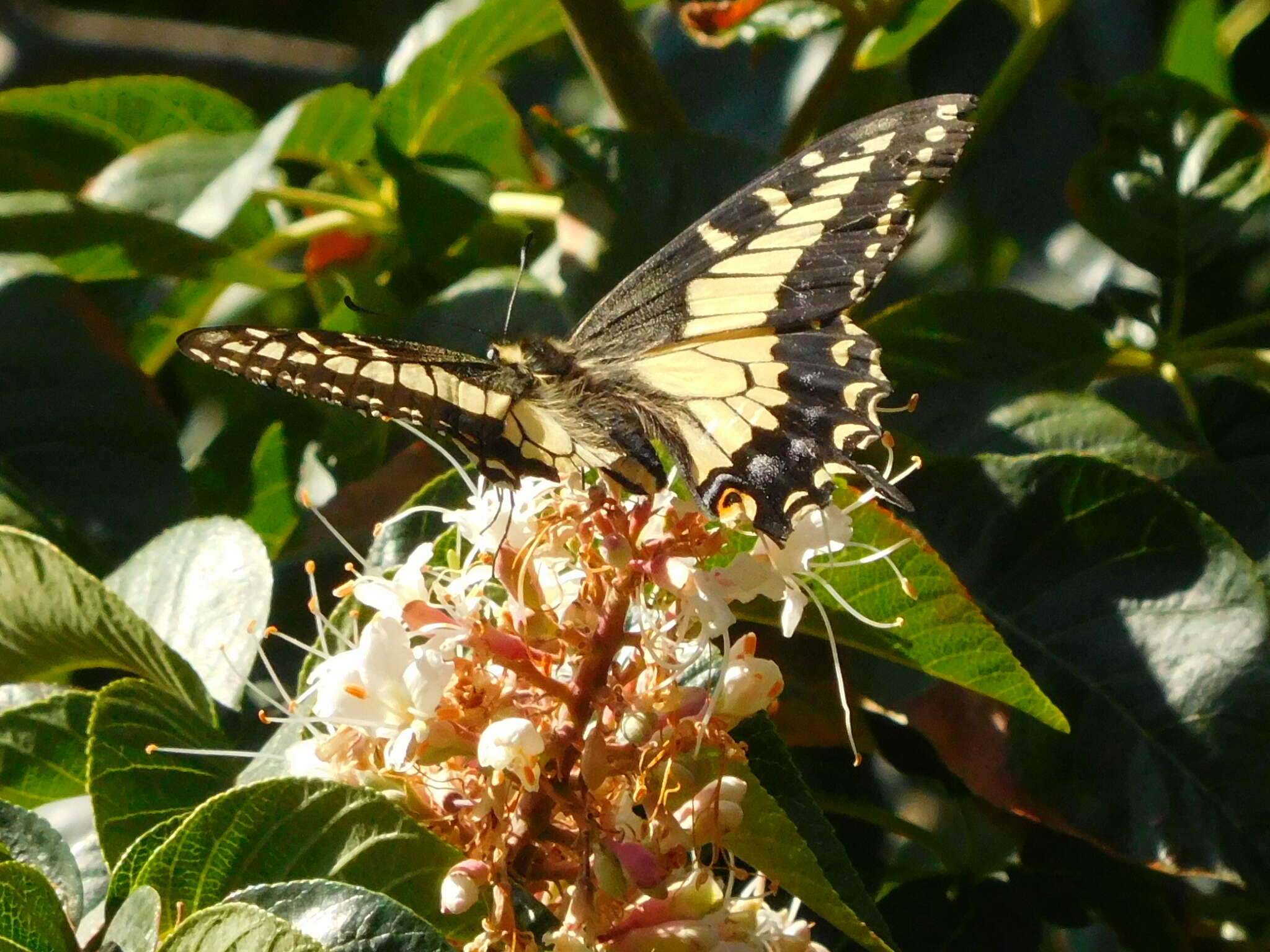 Image of Anise Swallowtail