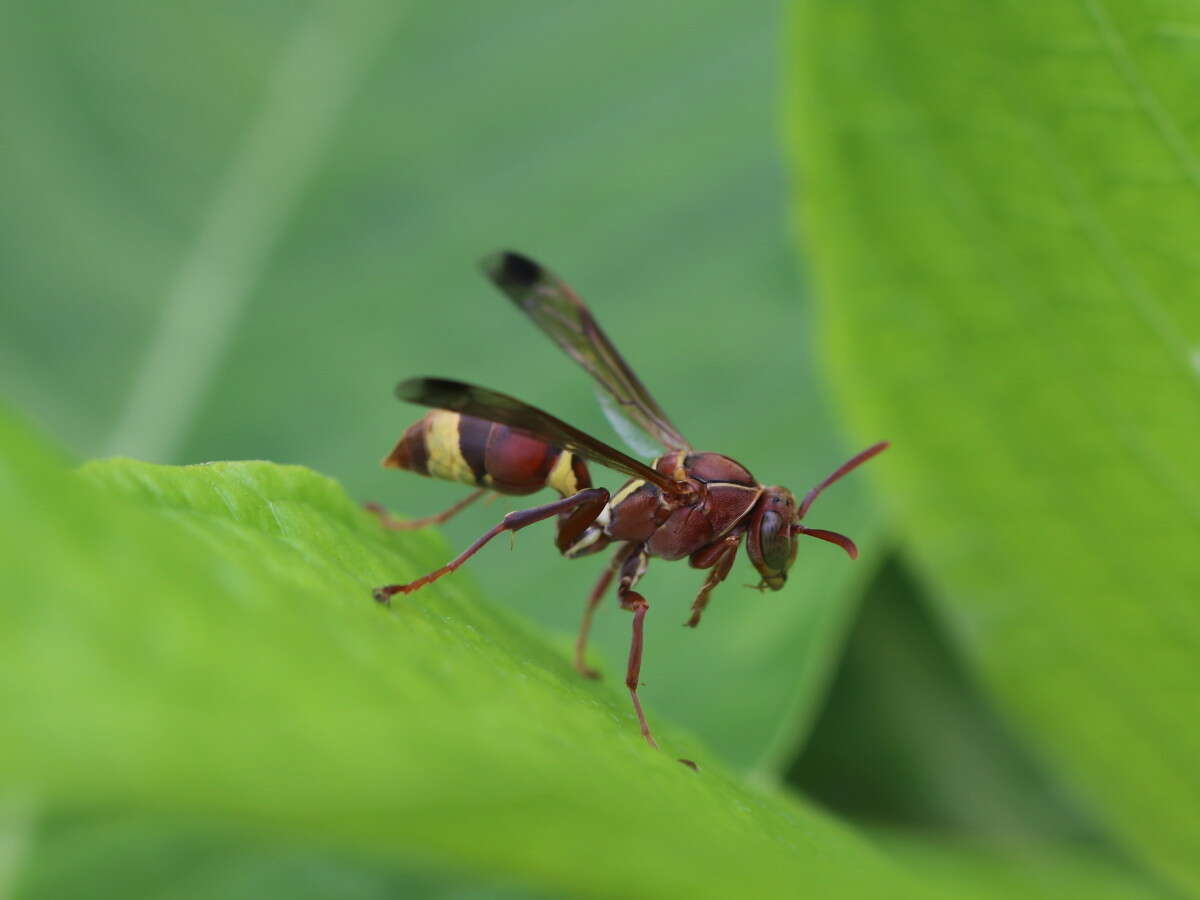 Image of Polistes stigma (Fabricius 1793)