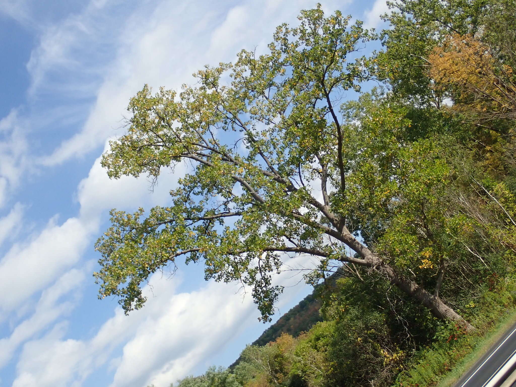 صورة Populus deltoides subsp. deltoides