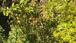 Image of Cotoneaster tauricus Pojark.