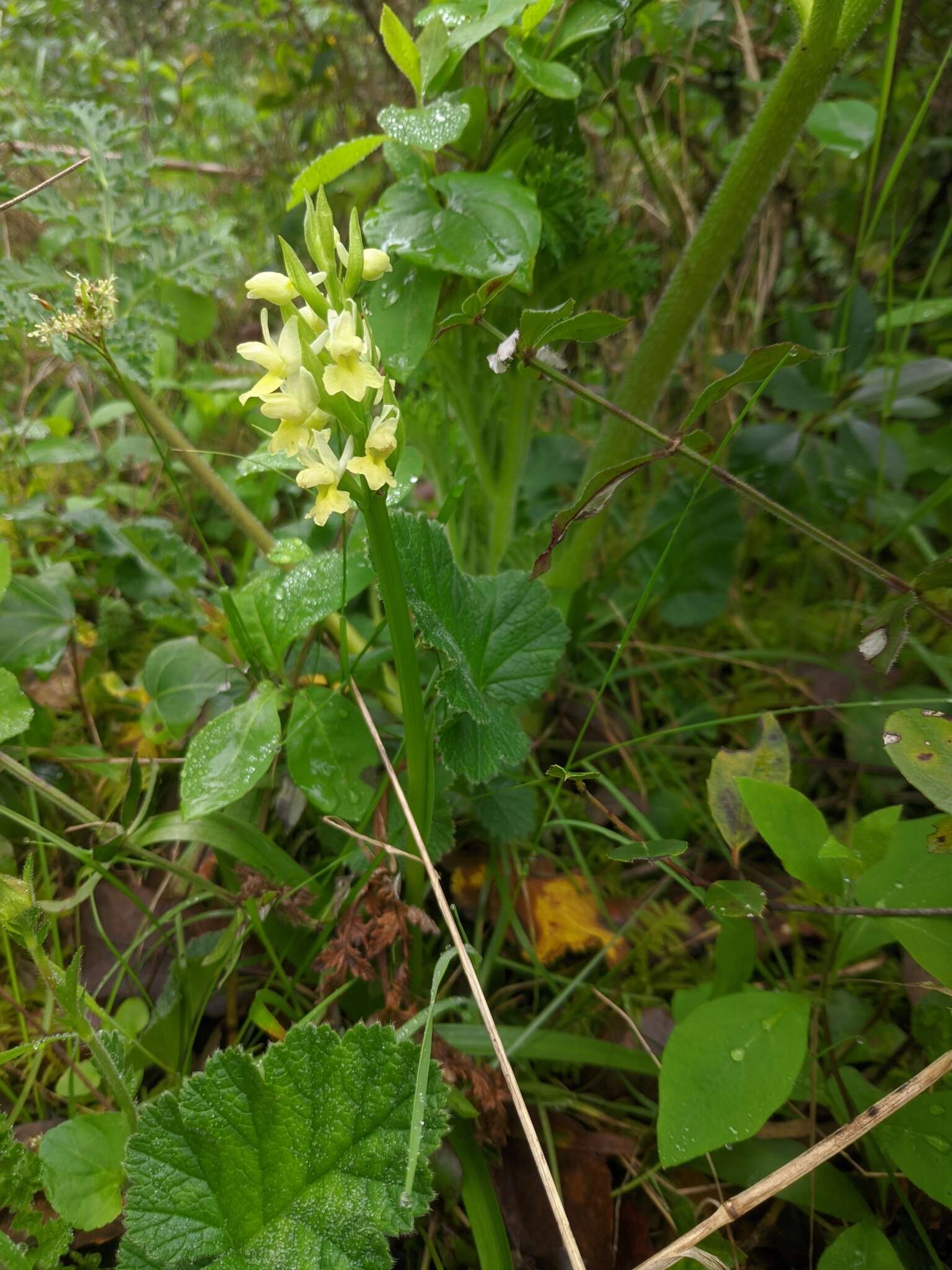 Image of Dactylorhiza romana subsp. guimaraesii (E. G. Camus) H. A. Pedersen