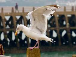 Image of European Herring Gull