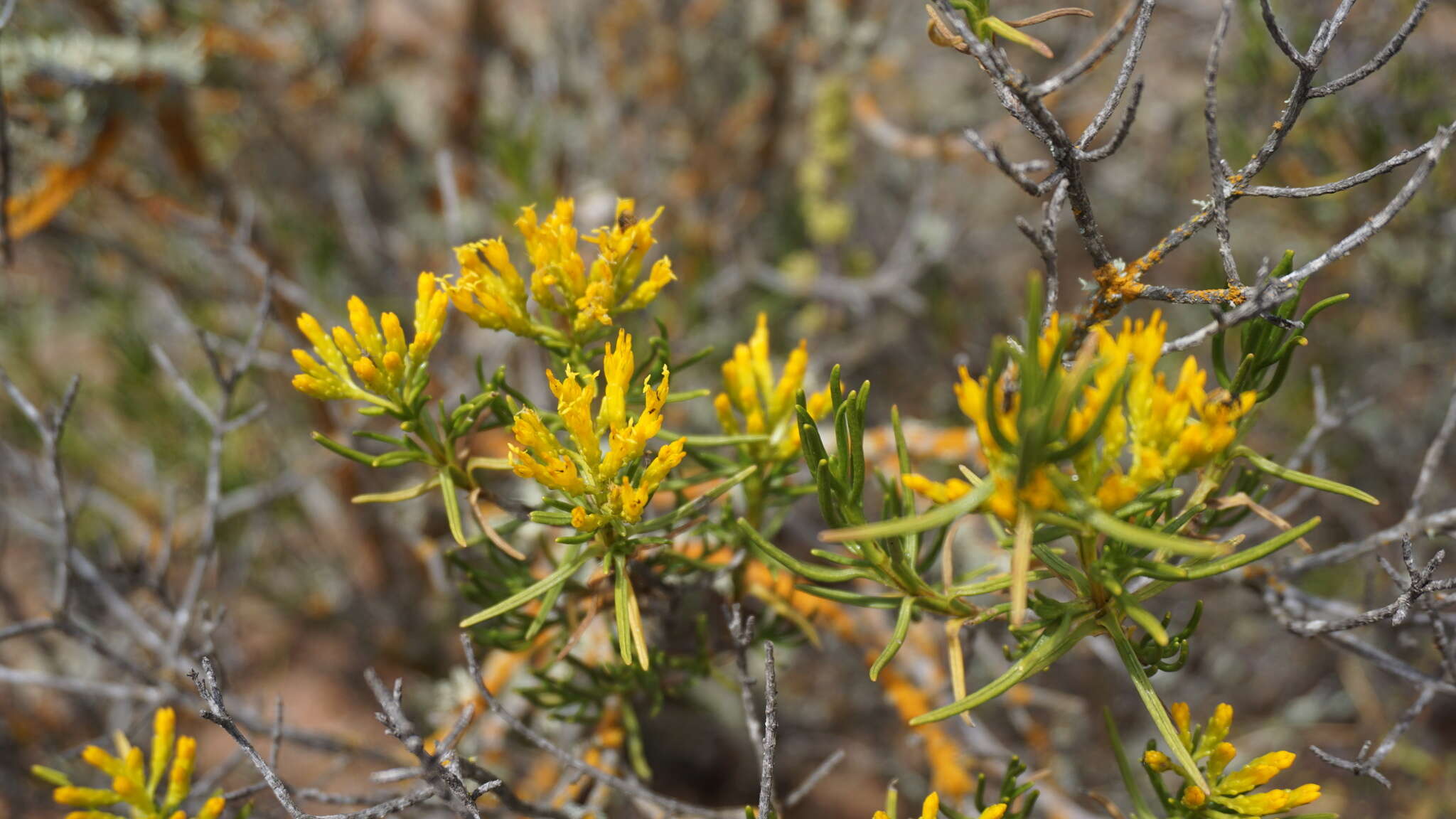 Image of Pteronia paniculata Thunb.