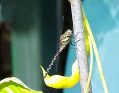 Image of Migrant Hawker