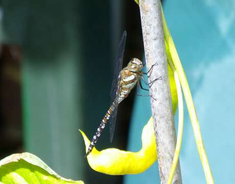 Image of Migrant Hawker