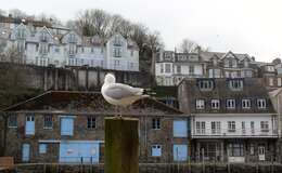 Image of European Herring Gull