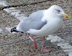 Image of European Herring Gull