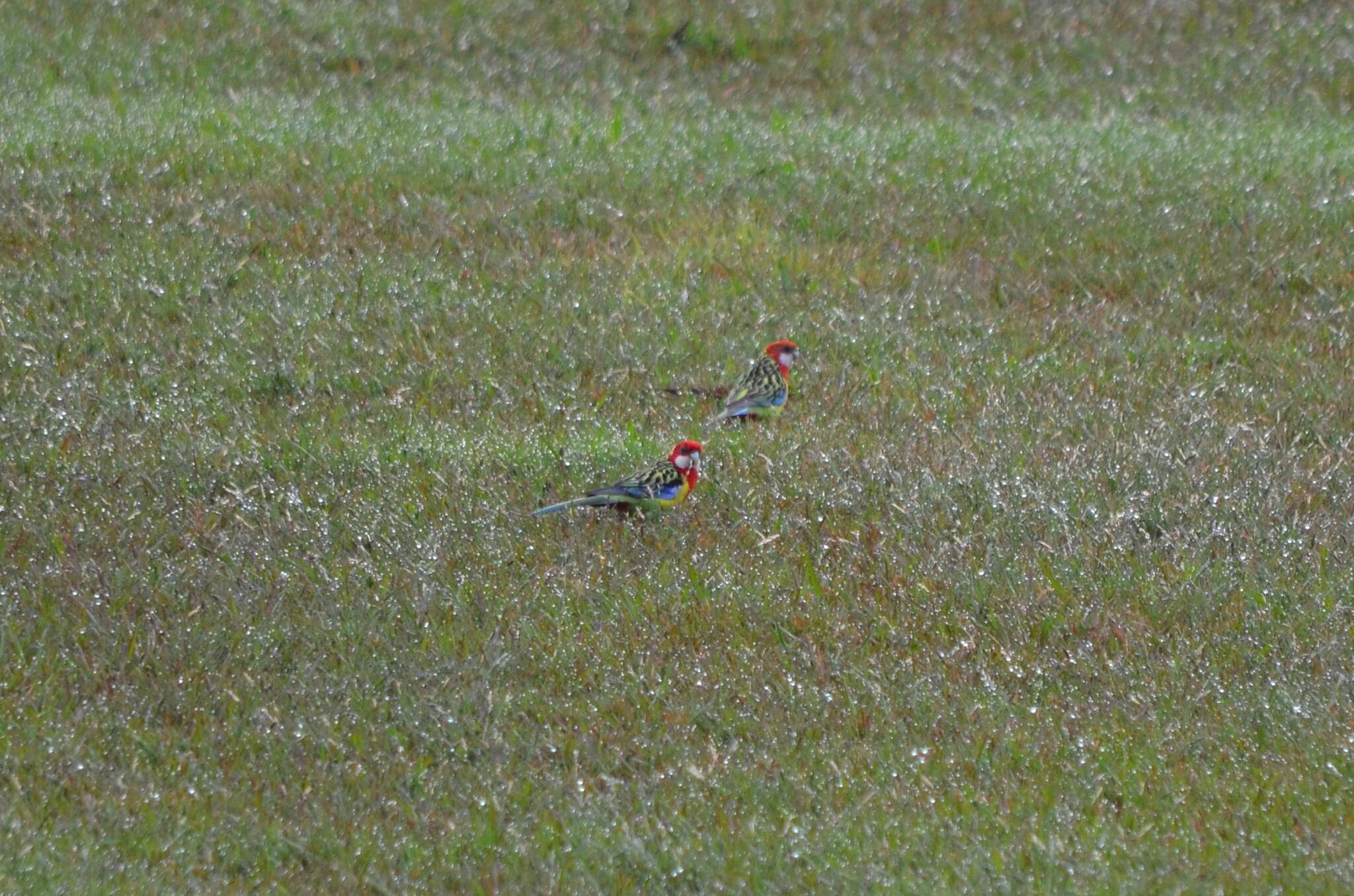 Image of Eastern Rosella