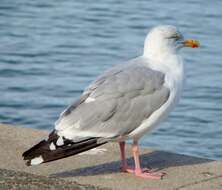 Image of European Herring Gull