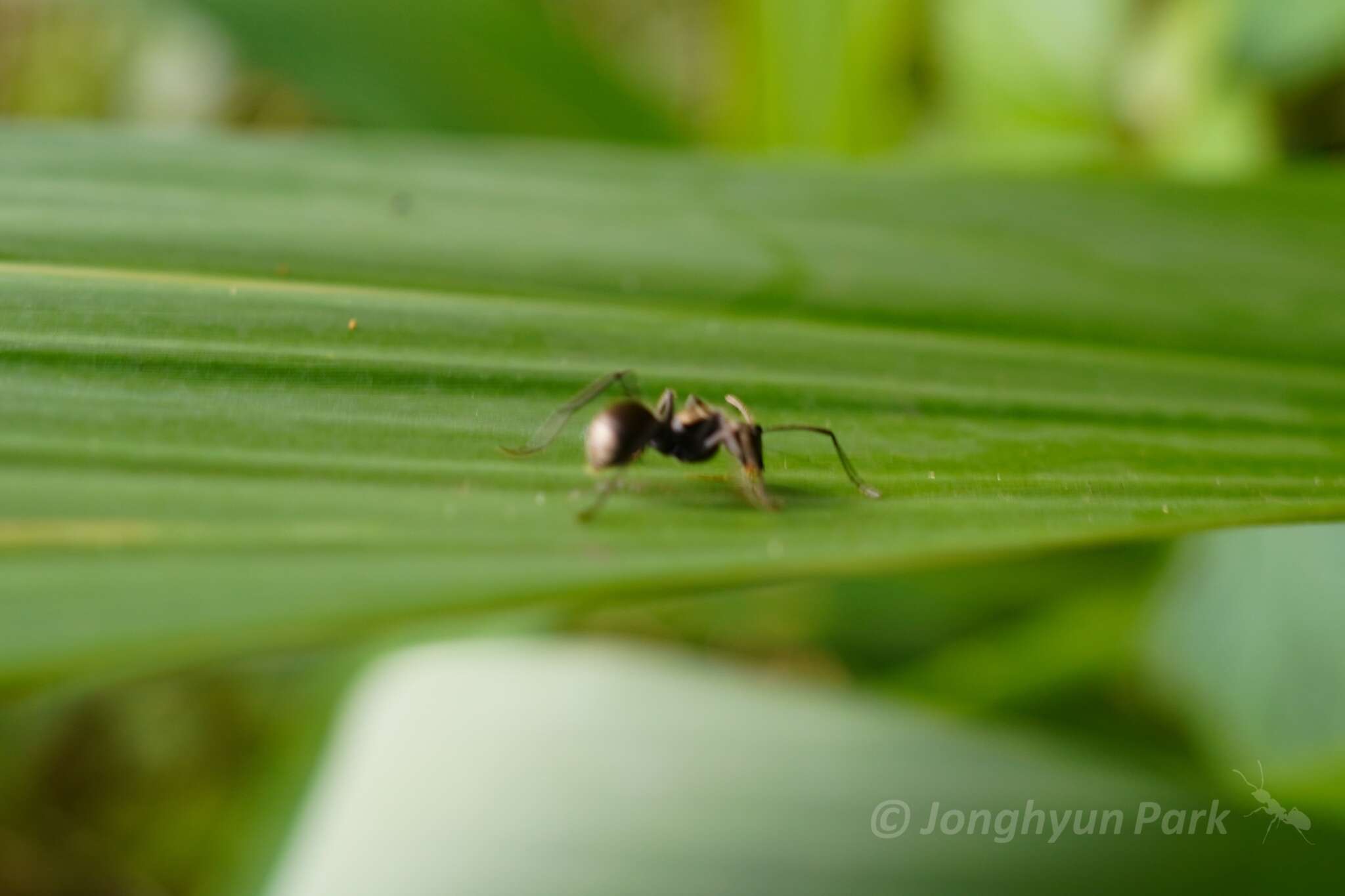 صورة Polyrhachis proxima Roger 1863