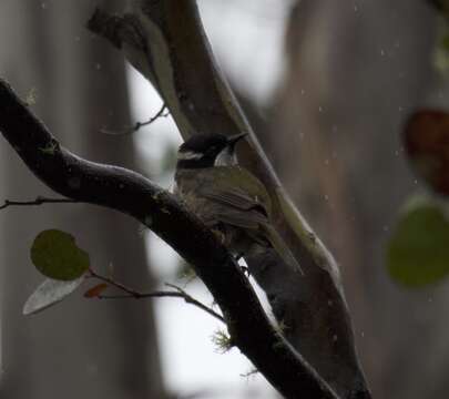 Image of Strong-billed Honeyeater