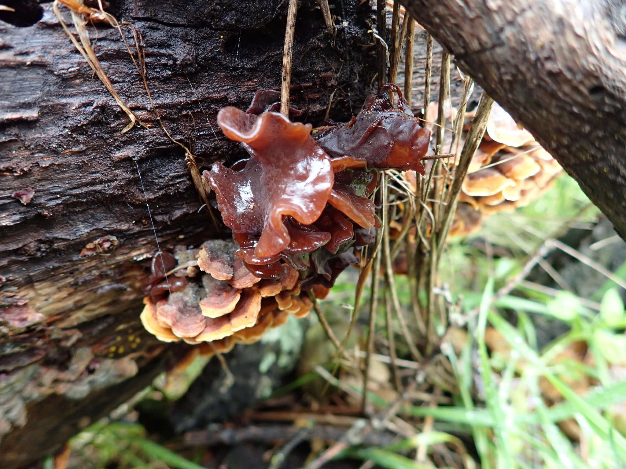 Image of Phaeotremella frondosa (Fr.) Spirin & Malysheva