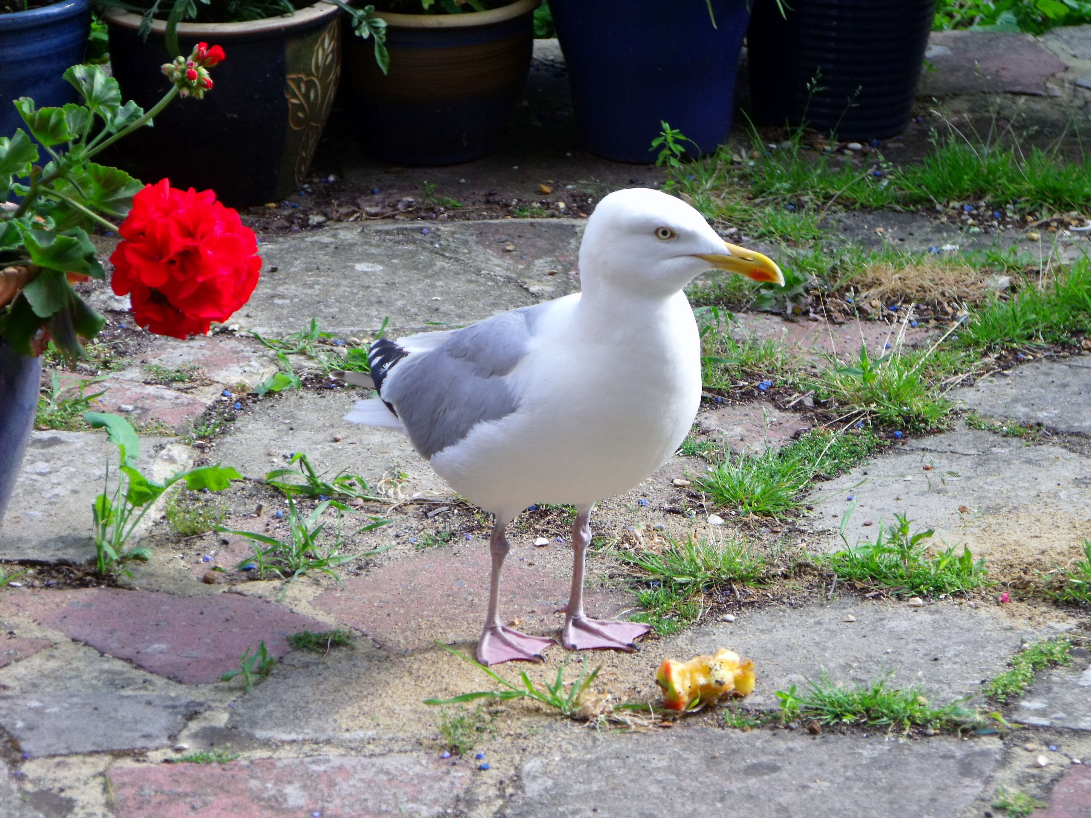 Image of European Herring Gull