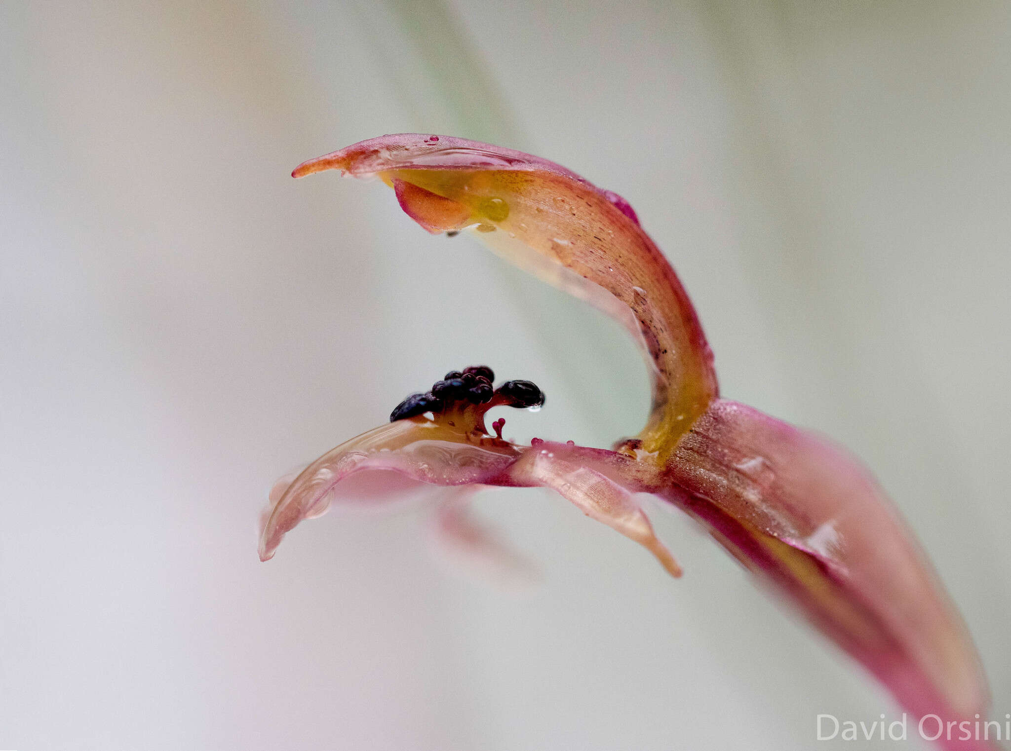 Image of Broad-Lip bird orchid