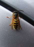 Image of Common wasp