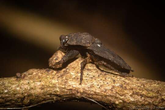 Image of Nerthra falcatus Cassis & Silveira 2002