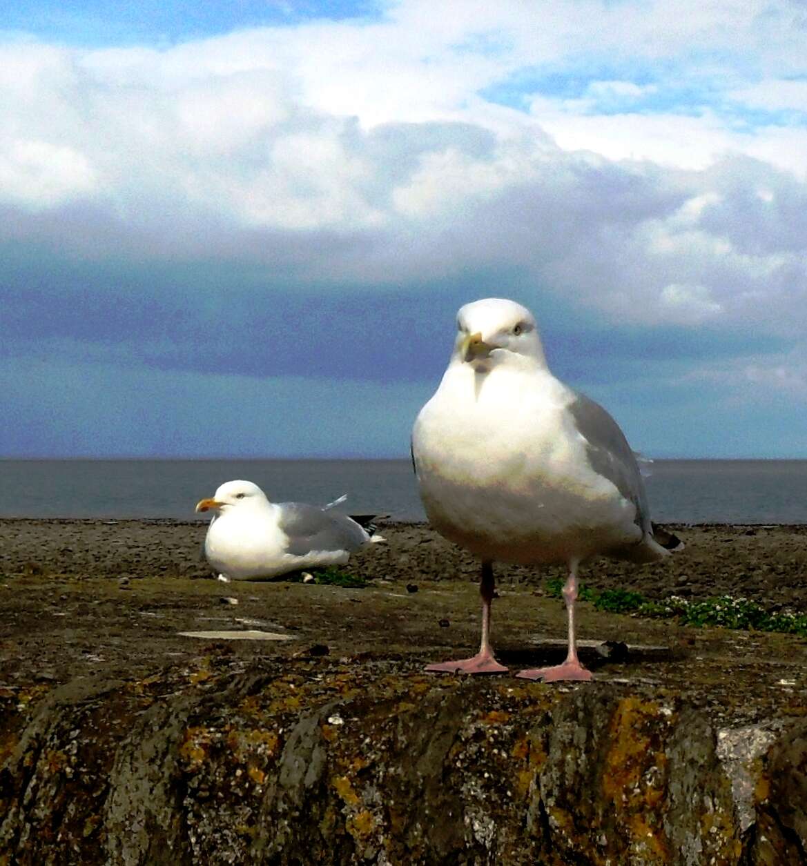 Image of European Herring Gull