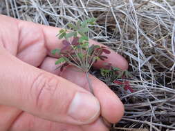 Sivun Oxalis stellata Eckl. & Zeyh. kuva