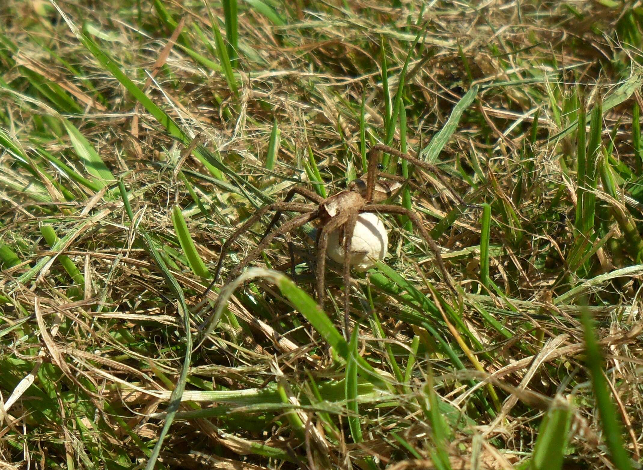 Image of Nursery-web spider