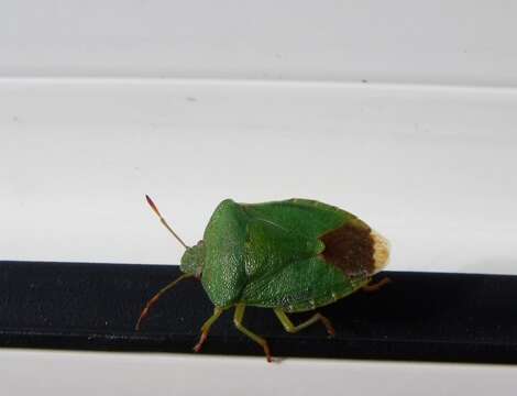 Image of Green shield bug