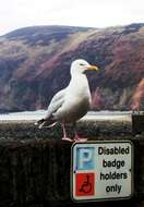 Image of European Herring Gull