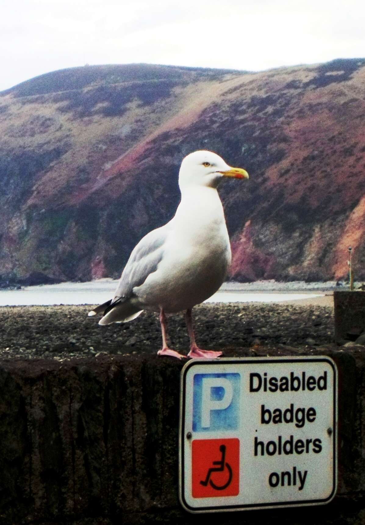 Image of European Herring Gull