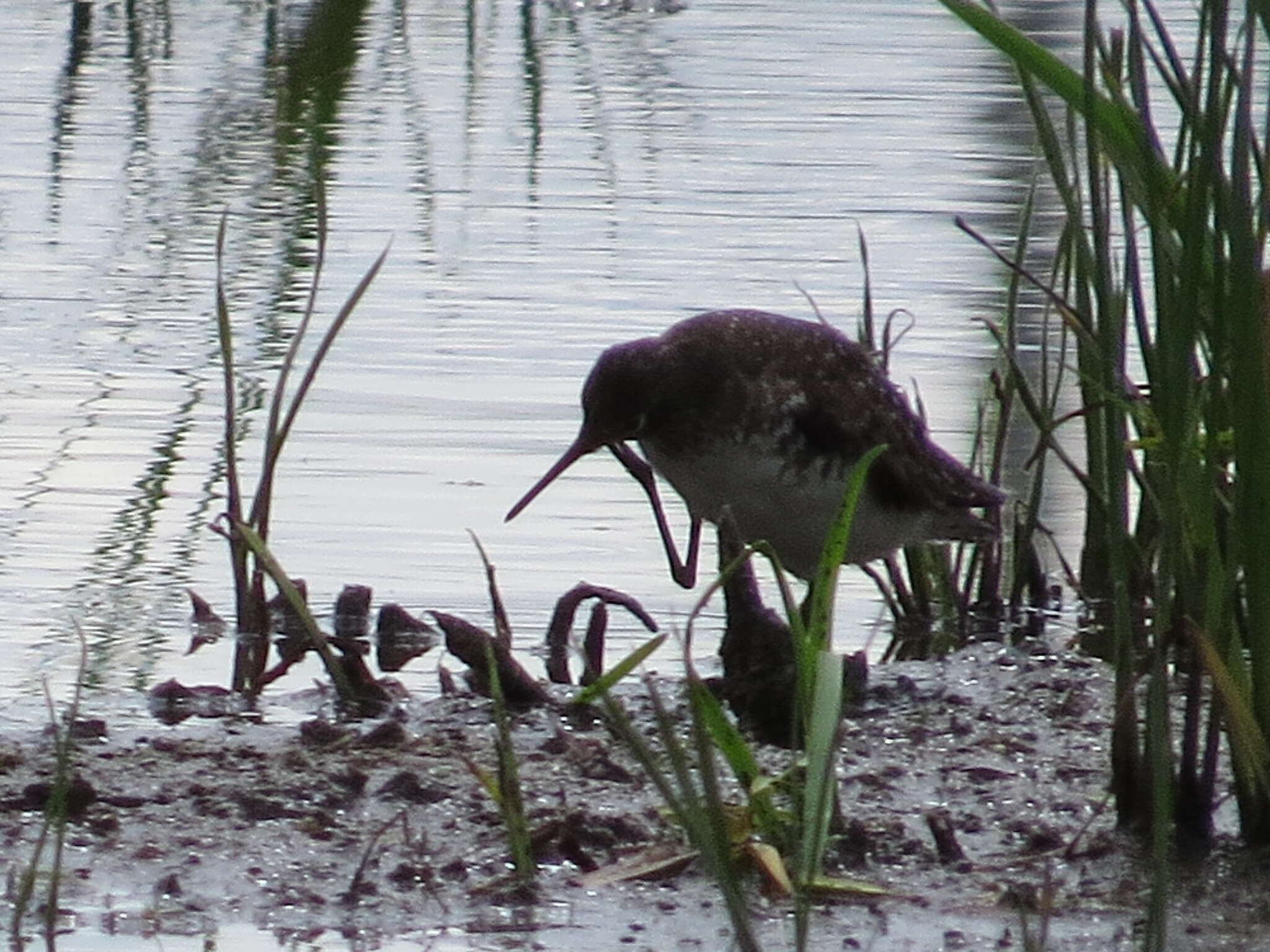 Image of Solitary Sandpiper