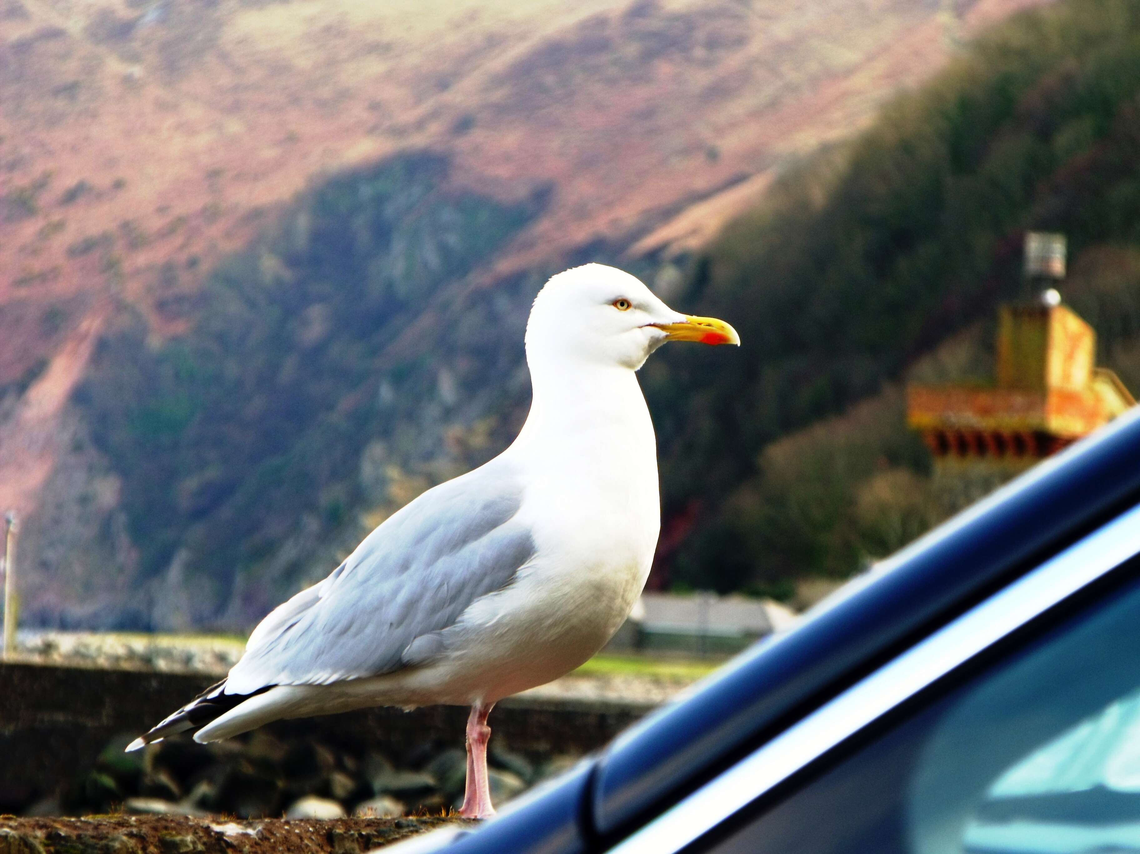 Image of European Herring Gull