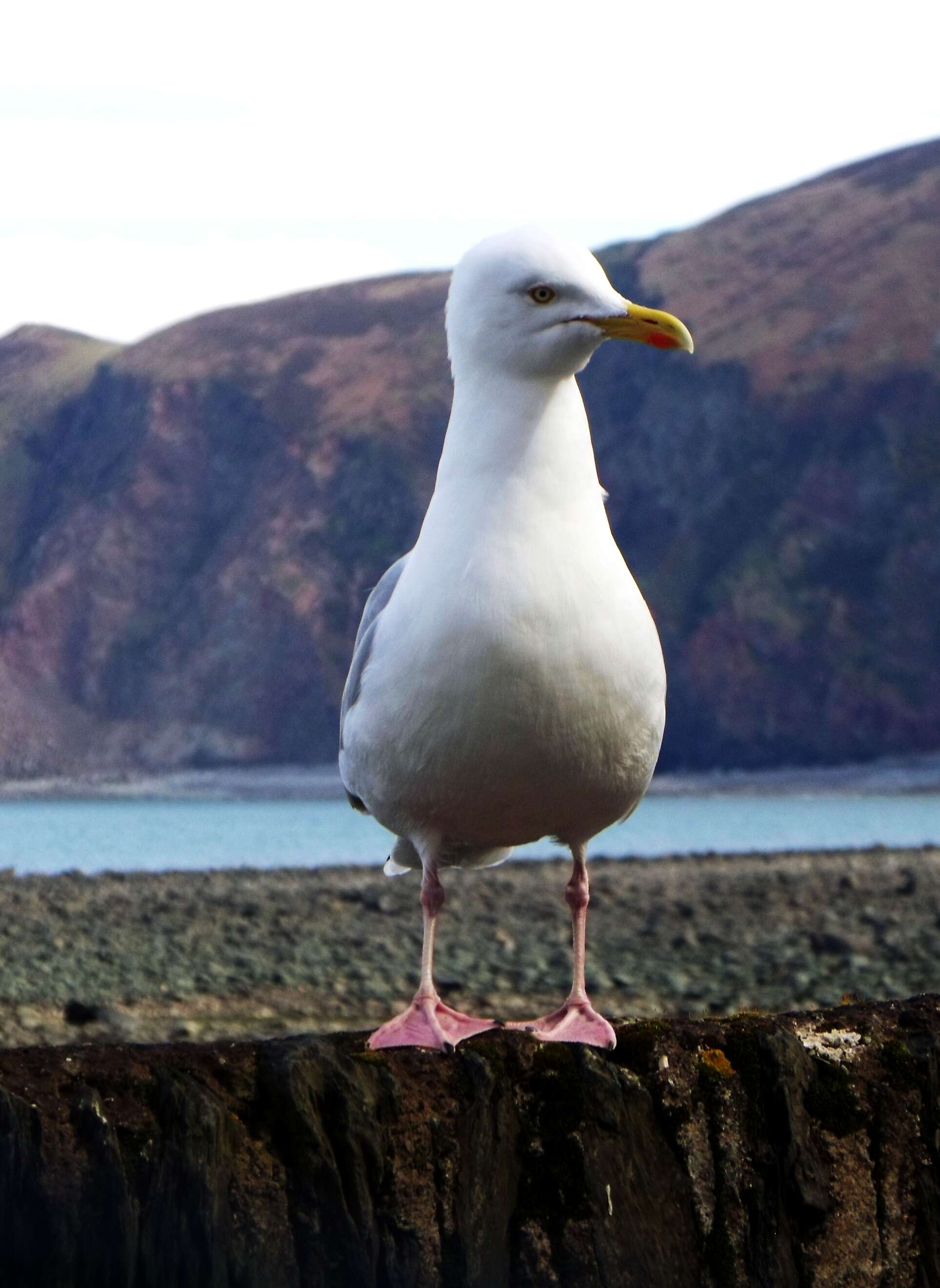 Image of European Herring Gull