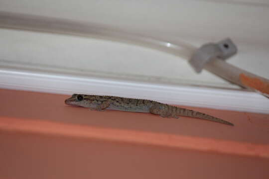 Image of Darwin's Leaf-toed Gecko