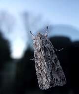 Image of red underwing