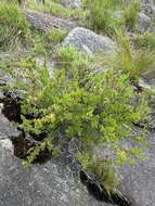 Image of Dodonaea ceratocarpa Endl.