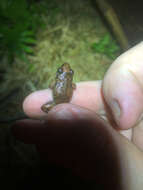 Image of Greenhouse Frog