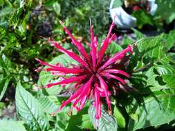 Image of scarlet beebalm