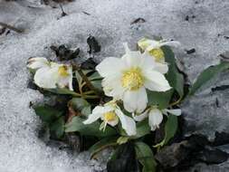 Image of black hellebore