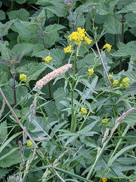 Слика од Sisymbrium austriacum Jacq.