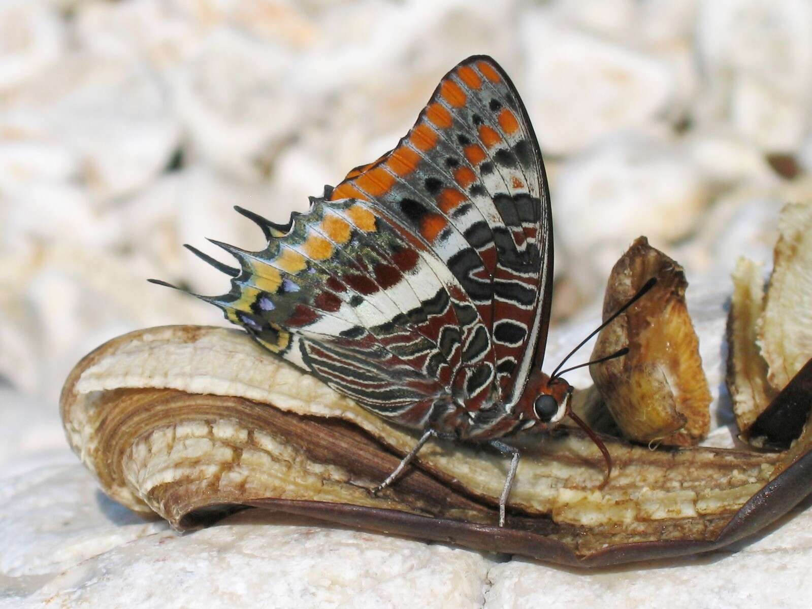 Charaxes jasius Linnaeus 1767的圖片