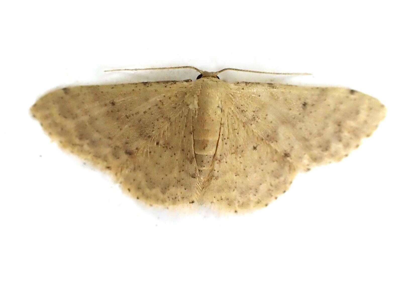 صورة Idaea ptyonopoda Hampson 1895