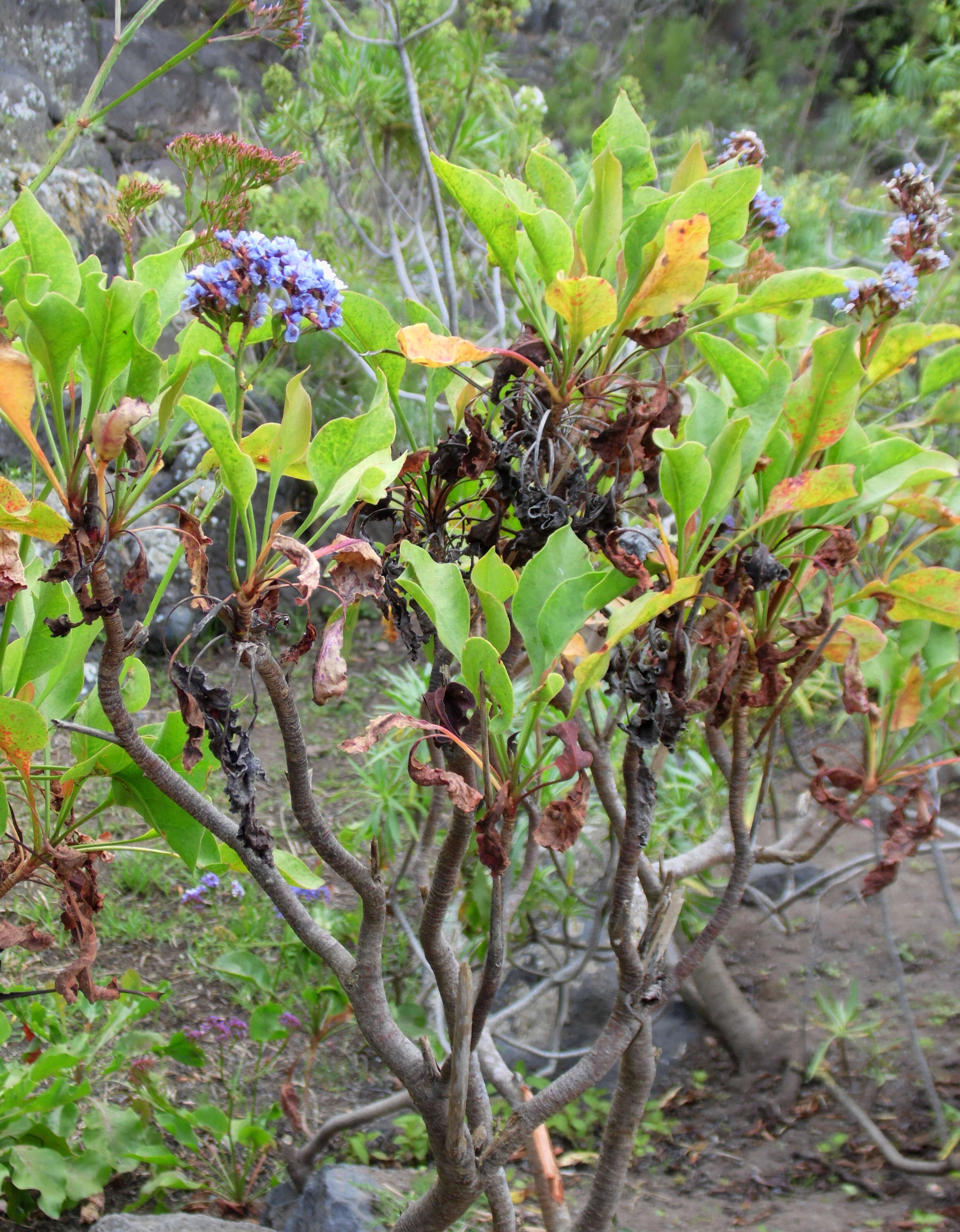 Limonium arboreum (Willd.) Erben, A. Santos & Reyes-Bet. resmi