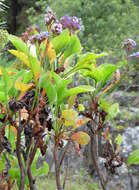 Limonium arboreum (Willd.) Erben, A. Santos & Reyes-Bet. resmi