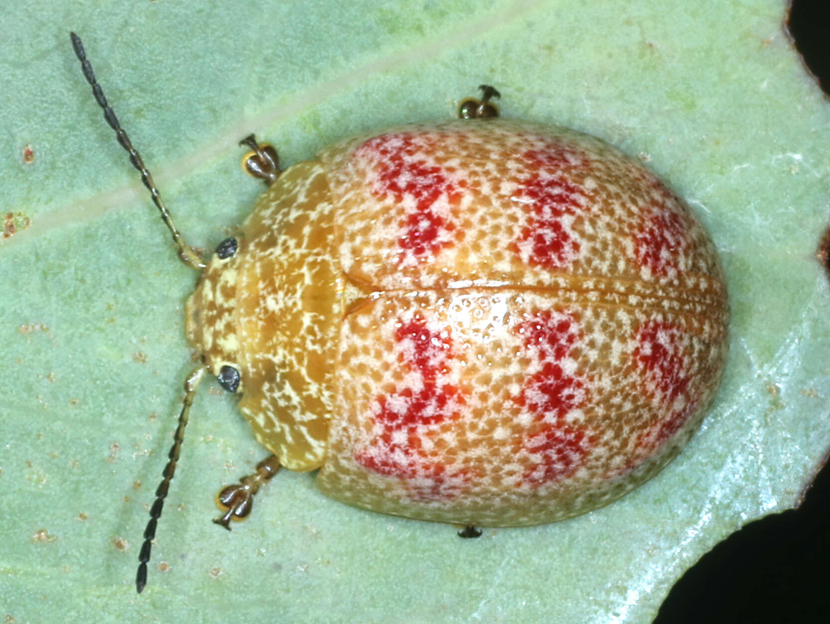 Imagem de <i>Paropsis obsoleta</i>