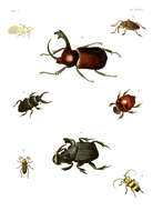 Sivun Golofa claviger (Linnaeus 1771) kuva