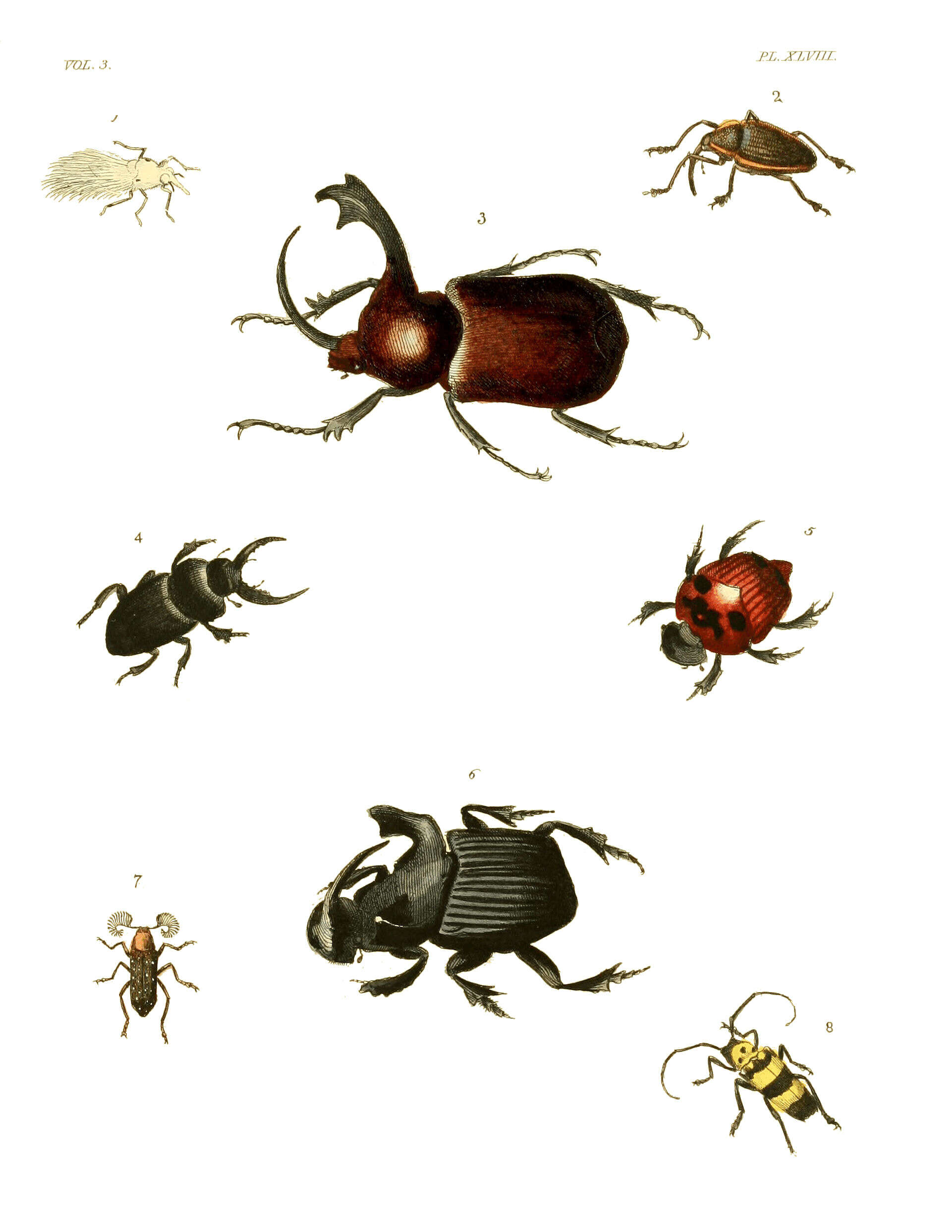 Sivun Golofa claviger (Linnaeus 1771) kuva