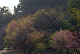 Image of Japanese flowering cherry