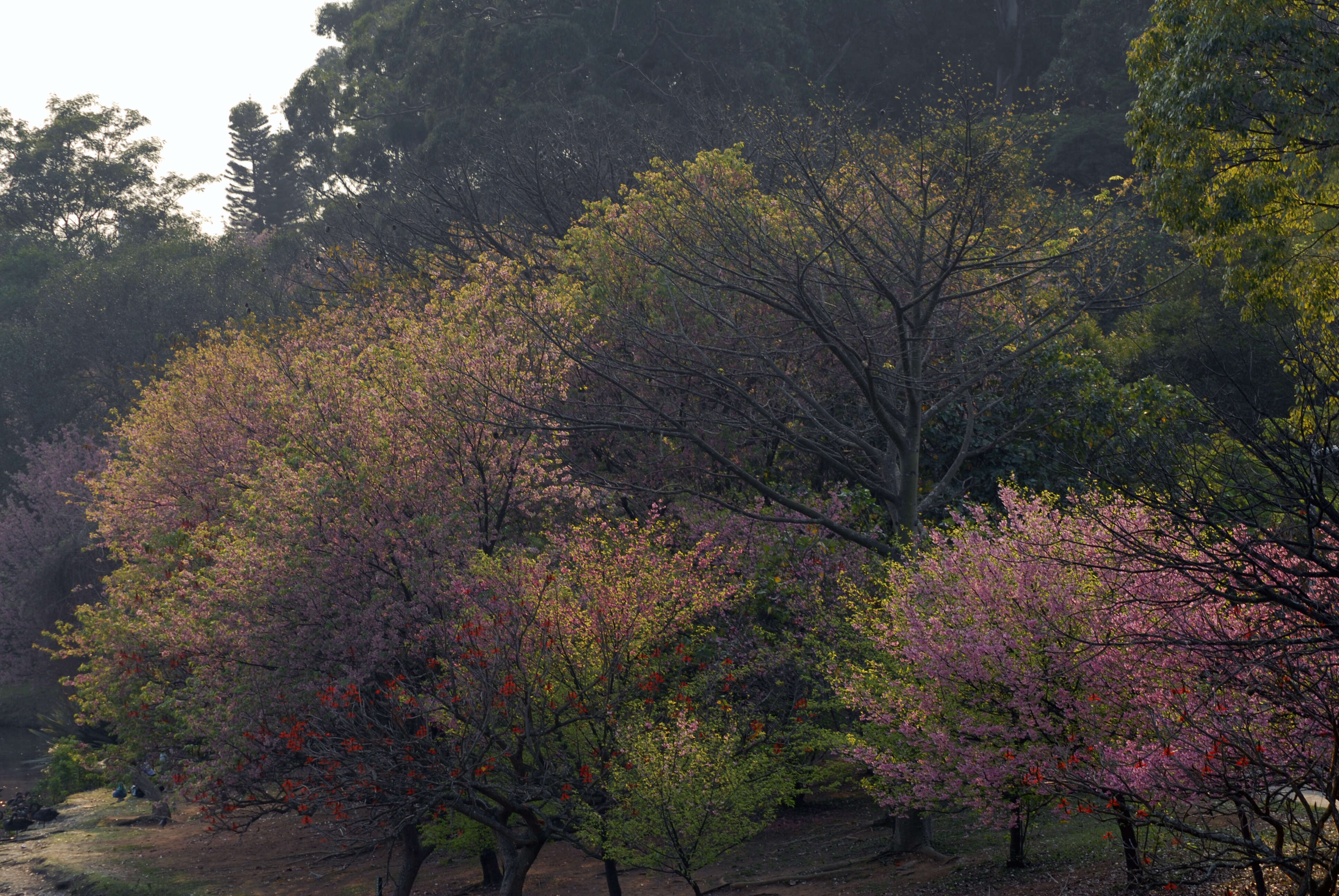 Image of Japanese flowering cherry